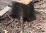 Penebangan Liar di Jaksel Diduga Melibatkan PNS dengan Imbalan dari Seseorang