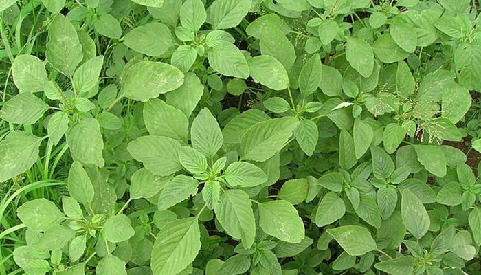 8 Manfaat Bayam Duri untuk Kesehatan yang Jarang Diketahui dan Cara Mengolahnya