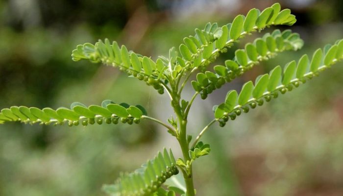 Membuat Air Rebusan Meniran yang Aman untuk Kesehatan dan Dosis yang Tepat