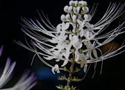 6 Manfaat Tanaman Kumis Kucing yang Dianggap Gulma dan Khasiatnya untuk Kesehatan