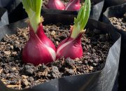 Panduan Menanam Bawang Merah dalam Polybag di Rumah untuk Hemat Biaya