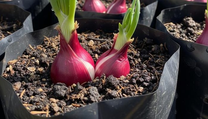 Panduan Menanam Bawang Merah dalam Polybag di Rumah untuk Hemat Biaya