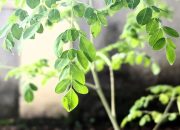 Hempaskan Asam Urat dengan Rutin Konsumsi Daun Kelor dan Jaga Pola Makan