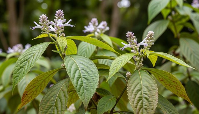 7 Khasiat Kirinyuh, Tanaman Gulma yang Tumbuh di Semak-Semak