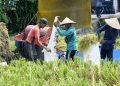Target Luas Panen Sawah Musim Tanam II 2026 Pemprov Bali Capai 124 Ribu Hektare