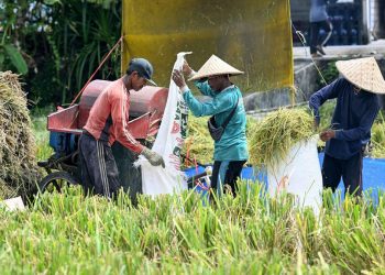 Target Luas Panen Sawah Musim Tanam II 2026 Pemprov Bali Capai 124 Ribu Hektare