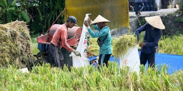 Target Luas Panen Sawah Musim Tanam II 2026 Pemprov Bali Capai 124 Ribu Hektare
