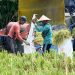 Target Luas Panen Sawah Musim Tanam II 2026 Pemprov Bali Capai 124 Ribu Hektare