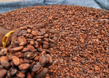 Kenaikan Harga Referensi Biji Kakao akibat Penutupan Selat Hormuz