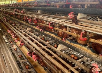Cerita Desa Cikahuripan Tentang Ketahanan Pangan Melalui Kandang Ayam