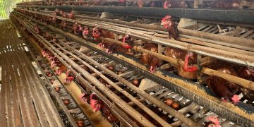 Cerita Desa Cikahuripan Tentang Ketahanan Pangan Melalui Kandang Ayam