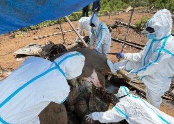 Investigasi Kematian 2 Gajah Sumatera di Bengkulu oleh Kemenhut