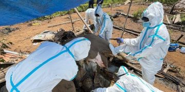 Investigasi Kematian 2 Gajah Sumatera di Bengkulu oleh Kemenhut