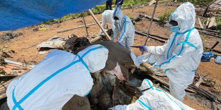 Investigasi Kematian 2 Gajah Sumatera di Bengkulu oleh Kemenhut