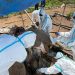 Investigasi Kematian 2 Gajah Sumatera di Bengkulu oleh Kemenhut