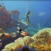 Subnautica 2 Terjual 2 Juta Kopi dalam 12 Jam dengan Potensi USD 250 Juta