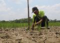 6 Kabupaten di Jawa Timur Menetapkan Status Darurat Kekeringan