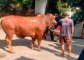 Masjid Dekat Rumah Amien Rais Menerima Sapi Kurban Seberat 1,1 Ton