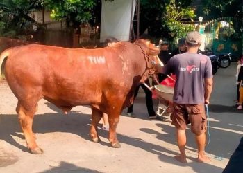Masjid Dekat Rumah Amien Rais Menerima Sapi Kurban Seberat 1,1 Ton