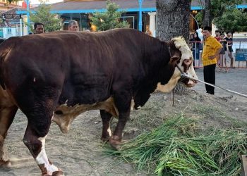 Prabowo Sumbangkan Sapi 1,08 Ton untuk Kurban di Masjid Agung Surakarta