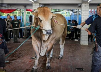 Logika Seperti Bantuan Sembako