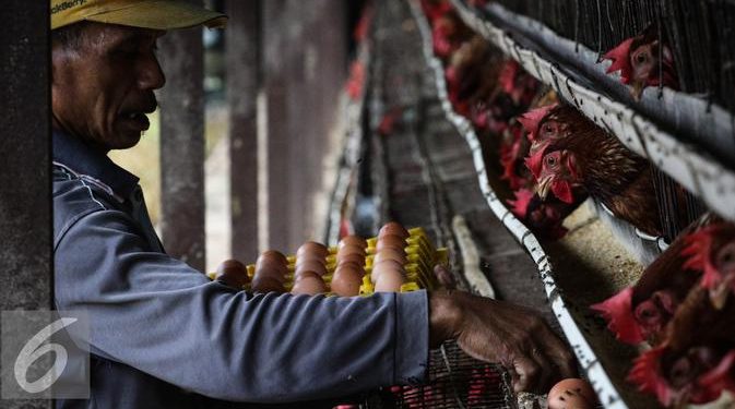 Harga Telur Anjlok, Mendag Usulkan Bantuan Pangan untuk Peternak