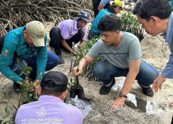 50 Tukik Dilepas dan Penanaman 500 Bibit Mangrove di Pulau Sabira