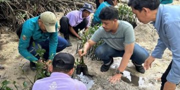 50 Tukik Dilepas dan Penanaman 500 Bibit Mangrove di Pulau Sabira