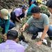 50 Tukik Dilepas dan Penanaman 500 Bibit Mangrove di Pulau Sabira