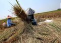 Luas Lahan Panen Meningkat tapi Produksi Beras Diprediksi Menurun