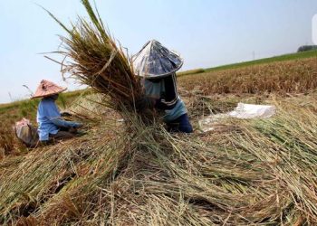 Luas Lahan Panen Meningkat tapi Produksi Beras Diprediksi Menurun