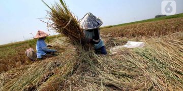 Luas Lahan Panen Meningkat tapi Produksi Beras Diprediksi Menurun