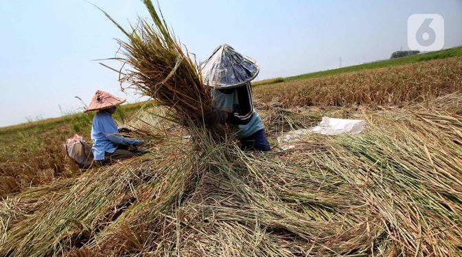 Luas Lahan Panen Meningkat tapi Produksi Beras Diprediksi Menurun