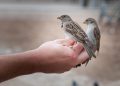 Karantina Lampung Gagalkan Penyelundupan 172 Burung Secara Ilegal