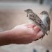 Karantina Lampung Gagalkan Penyelundupan 172 Burung Secara Ilegal