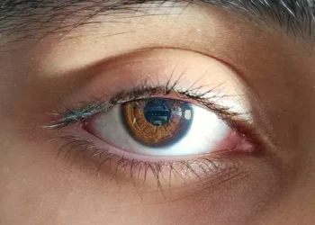 Retina Orang Meninggal Dapat Dihidupkan Kembali untuk Transplantasi Mata