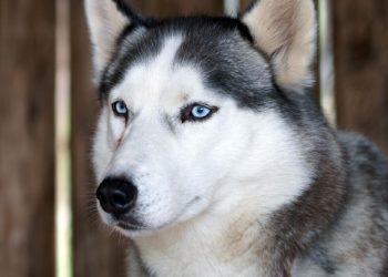 Viral Anjing Husky Dibacok di Bekasi, Polisi Turunkan Unit K9