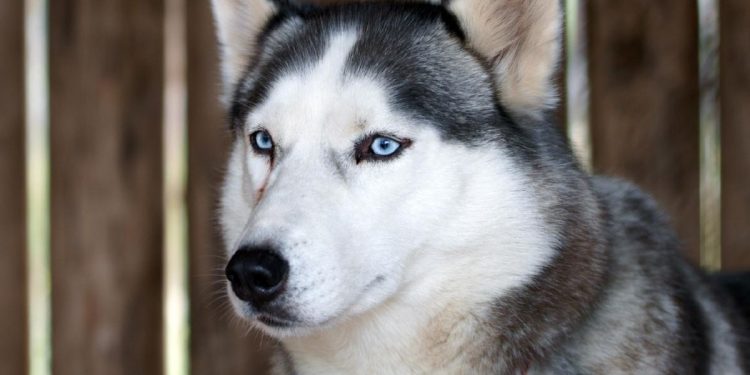 Viral Anjing Husky Dibacok di Bekasi, Polisi Turunkan Unit K9