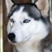Viral Anjing Husky Dibacok di Bekasi, Polisi Turunkan Unit K9