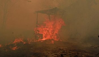 Catatan BPBD Terbakarnya 936 Hektare Hutan dan Lahan di Kaltim