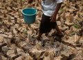 Dampak Kemarau di Kabupaten Bekasi dalam Gambar