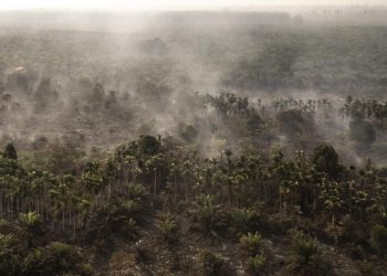 Rokok Diduga Penyebab Karhutla 30 Hektare di Rohil Riau, Satu Tersangka Ditetapkan