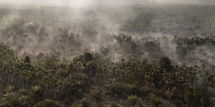 Rokok Diduga Penyebab Karhutla 30 Hektare di Rohil Riau, Satu Tersangka Ditetapkan