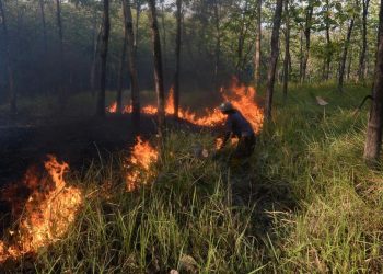 Karhutla di Bangka Tengah Capai 118 Hektare Selama Juli-Agustus 2026