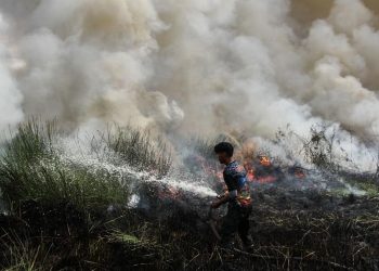 Kesaksian Aktivis tentang Cikal Karhutla Diduga Akibat Pembukaan Lahan