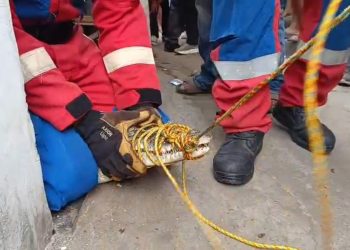 Buaya Muara Lampung yang Dirawat 3 Tahun Dievakuasi, Pemilik Terharu