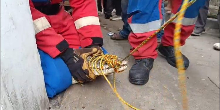 Buaya Muara Lampung yang Dirawat 3 Tahun Dievakuasi, Pemilik Terharu