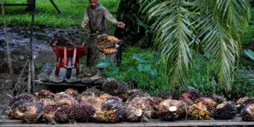 Strategi Bisnis Perkebunan Dibeberkan kepada Mahasiswa oleh BPDP
