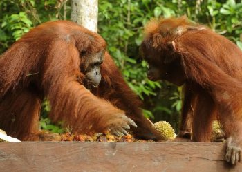Kebakaran Hutan di Taman Nasional Tanjung Puting Luas 513,89 Hektare