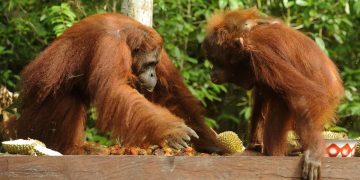 Kebakaran Hutan di Taman Nasional Tanjung Puting Luas 513,89 Hektare